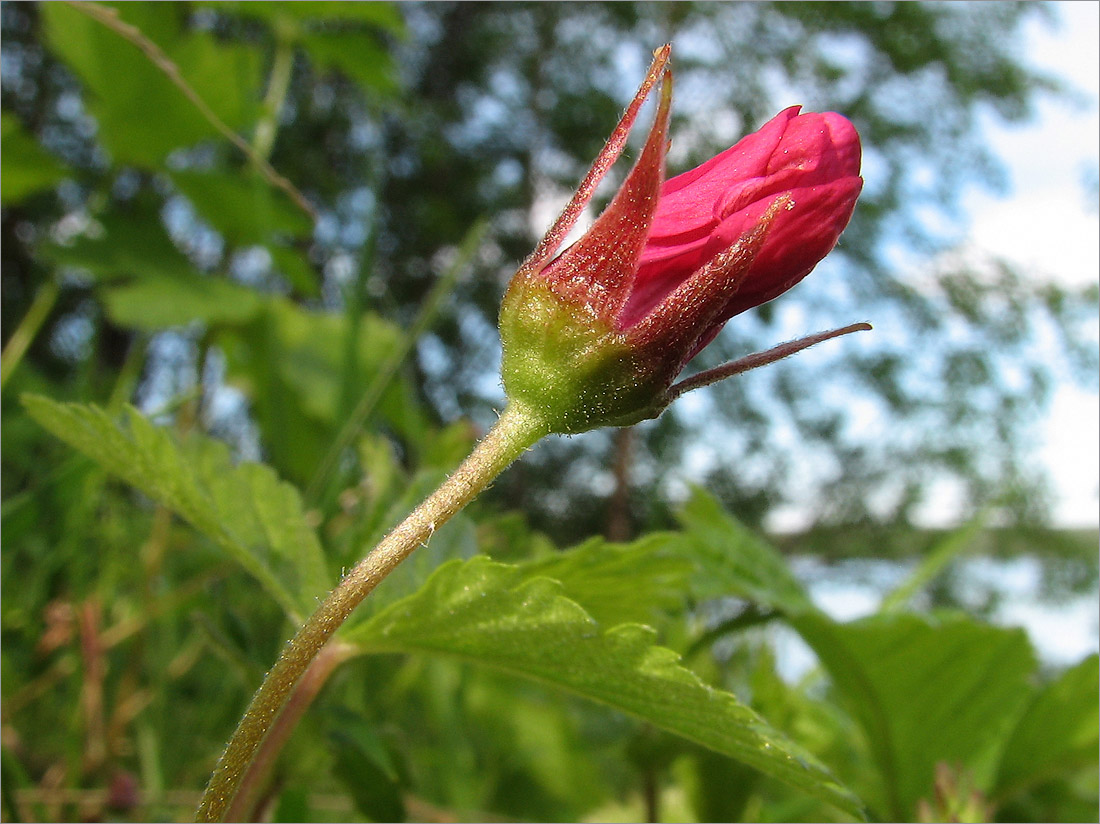 Изображение особи Rubus arcticus.