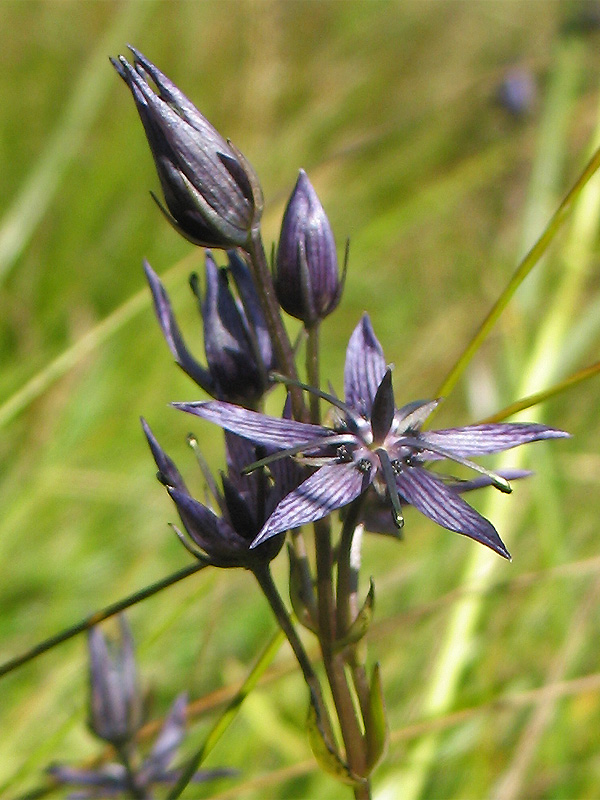 Image of Swertia alpestris specimen.