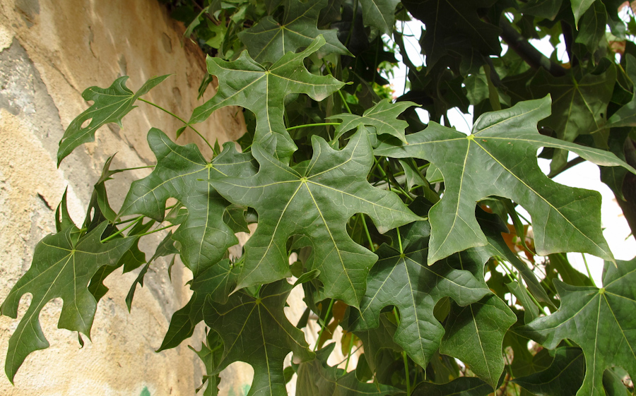 Изображение особи Brachychiton australis.