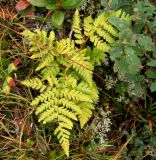 Dryopteris expansa