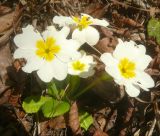 Primula vulgaris. Цветущее растение. Черноморское побережье Кавказа, Новороссийск, у мыса Шесхарис, шибляк. 25 марта 2012 г.