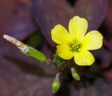 Oxalis stricta. Цветок, бутоны и завязывающийся плод. Московская обл., дачный участок. 06.07.2007.