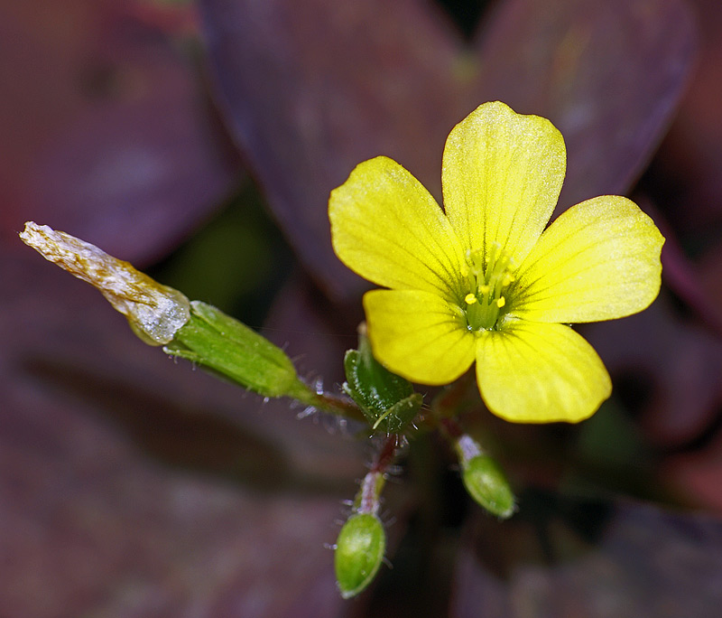 Изображение особи Oxalis stricta.