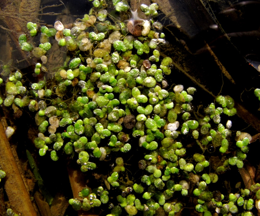 Image of Lemna turionifera specimen.