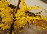 Forsythia ovata