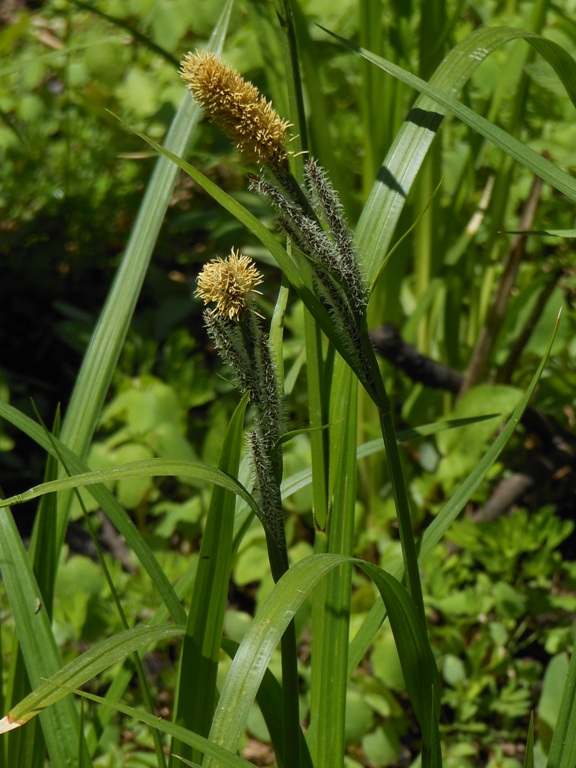 Изображение особи Carex dispalata.