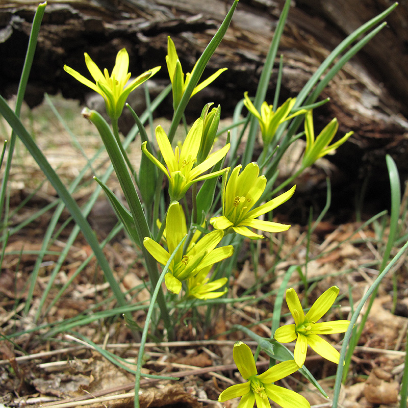 Image of genus Gagea specimen.