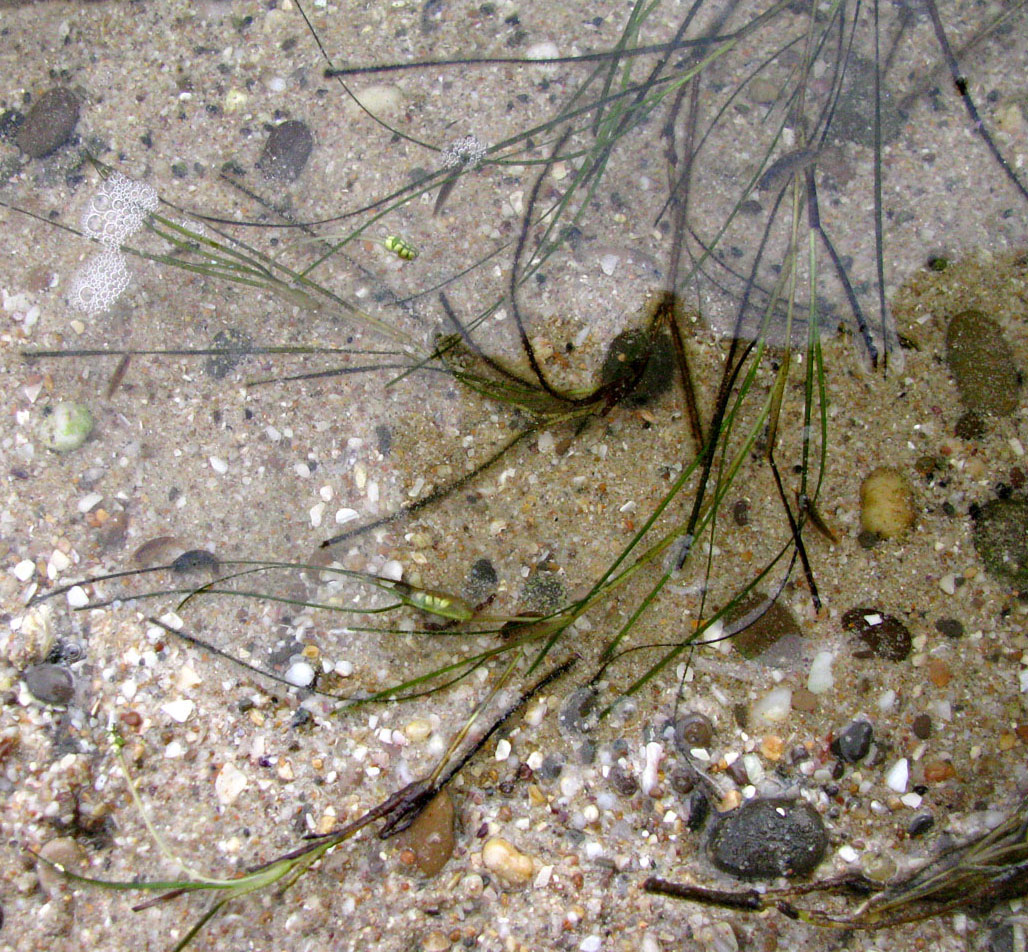Image of Ruppia spiralis specimen.