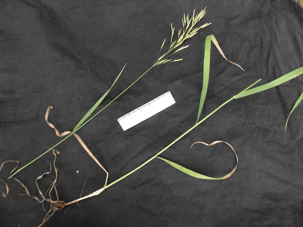 Image of Bromopsis inermis specimen.