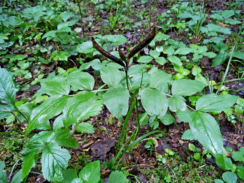 Изображение особи Lathyrus vernus.