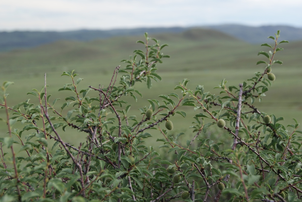 Изображение особи Amygdalus pedunculata.