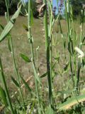 Chondrilla latifolia. Побеги в средней части растения. Украина, Луганская обл., г. Кировск, поляна у грунтовой дороги. Июль 2012 г.