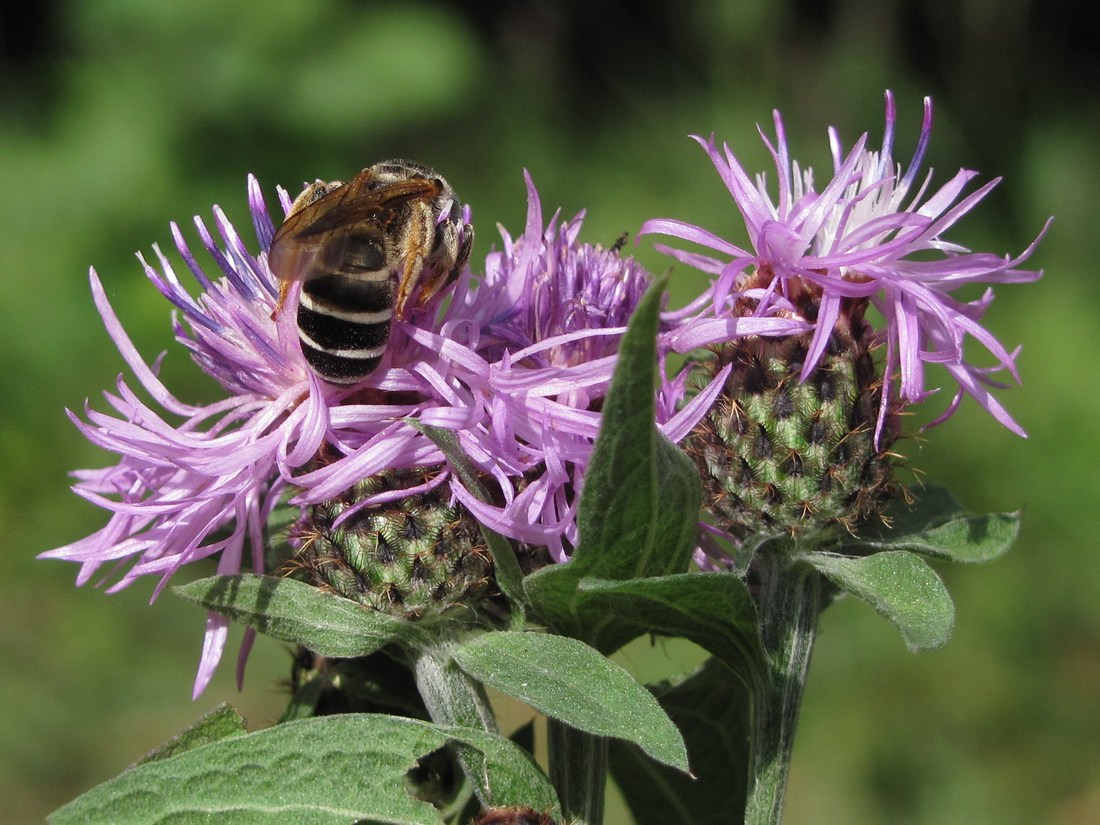 Image of Centaurea abbreviata specimen.