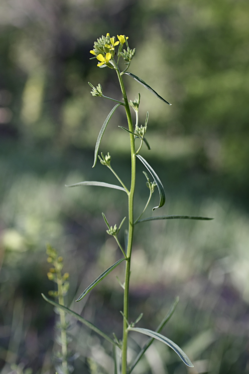 Изображение особи Erysimum canescens.