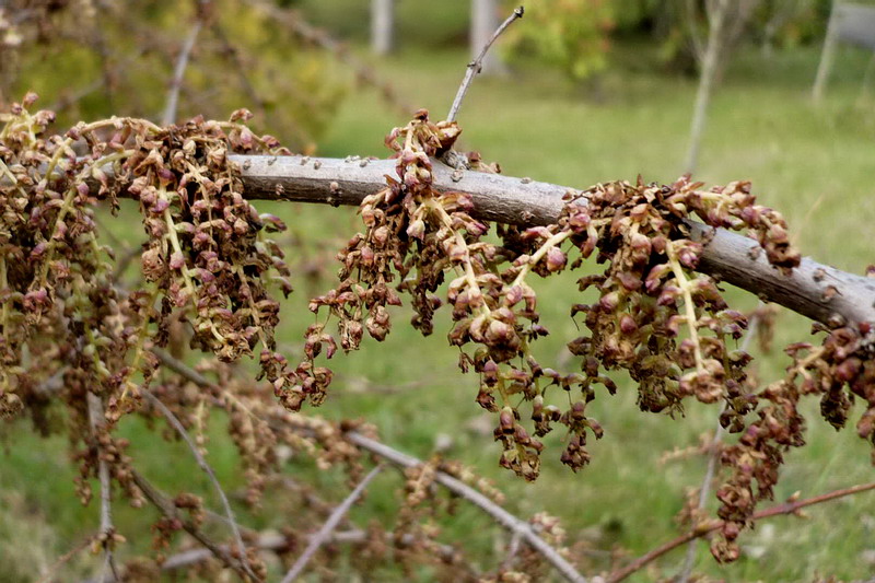 Изображение особи Coriaria sinica.