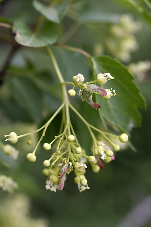 Image of Acer semenovii specimen.