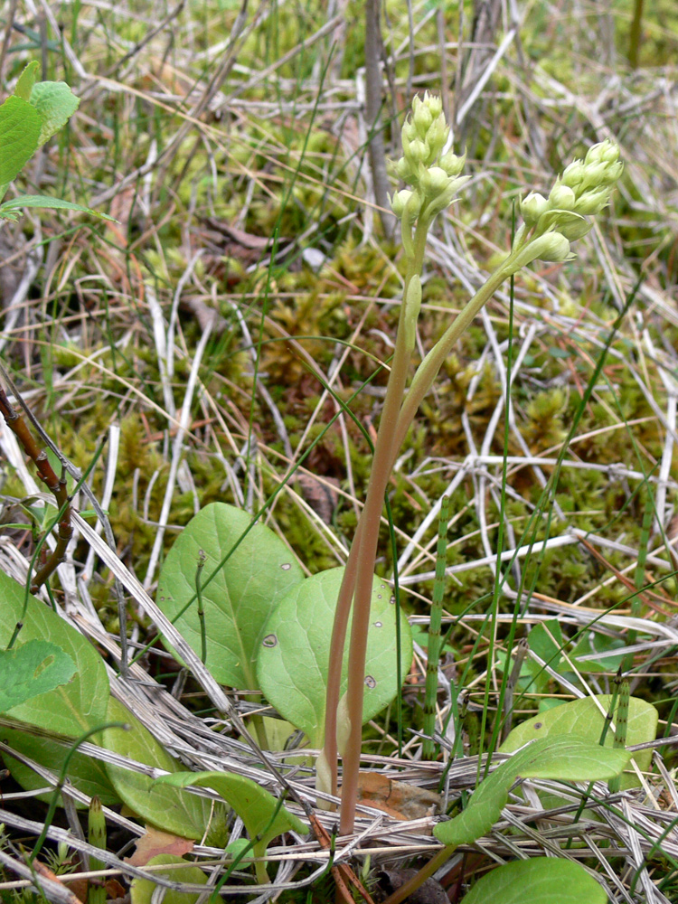 Изображение особи Pyrola rotundifolia.