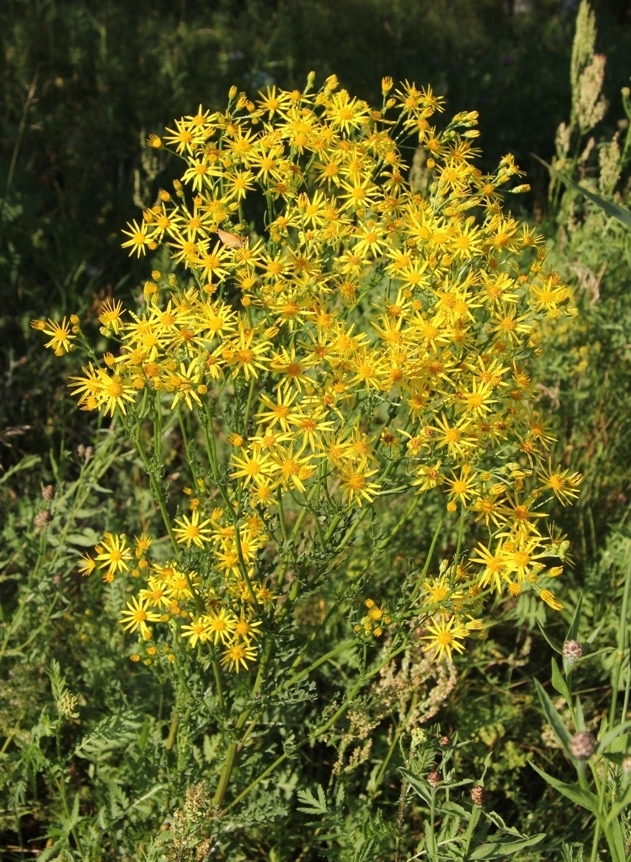 Изображение особи Senecio jacobaea.