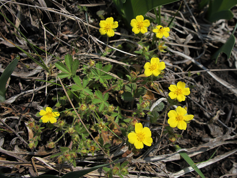 Изображение особи Potentilla heptaphylla.