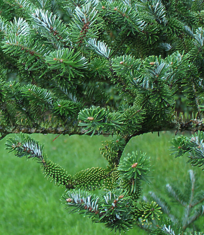 Изображение особи Abies koreana.