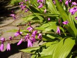 Bletilla striata