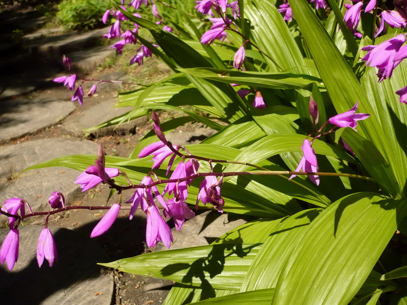 Изображение особи Bletilla striata.