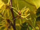 Hamamelis virginiana