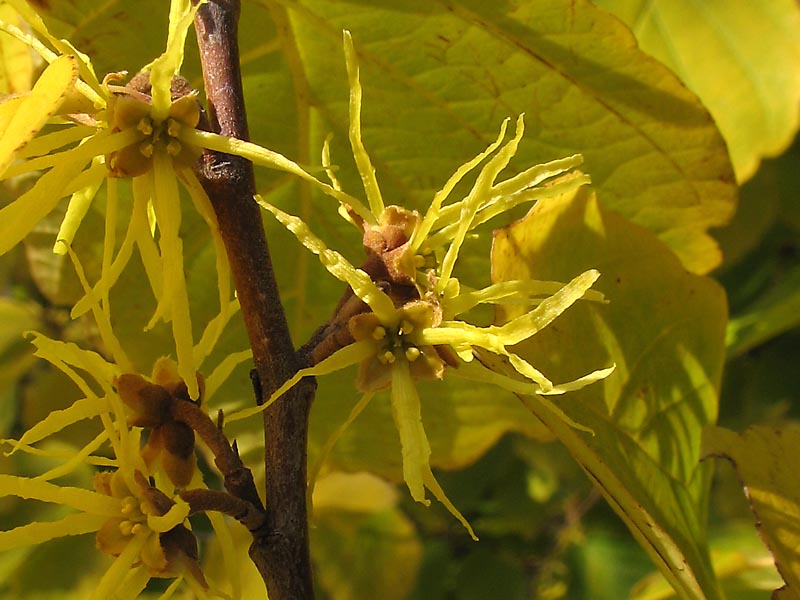 Image of Hamamelis virginiana specimen.