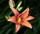 Hemerocallis × hybrida. Цветок и бутоны. Московская обл., Раменский р-н, окр. дер. Хрипань, садовый участок. 27.06.2012.