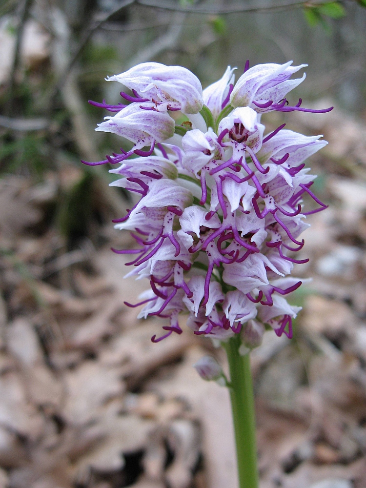 Изображение особи Orchis simia.
