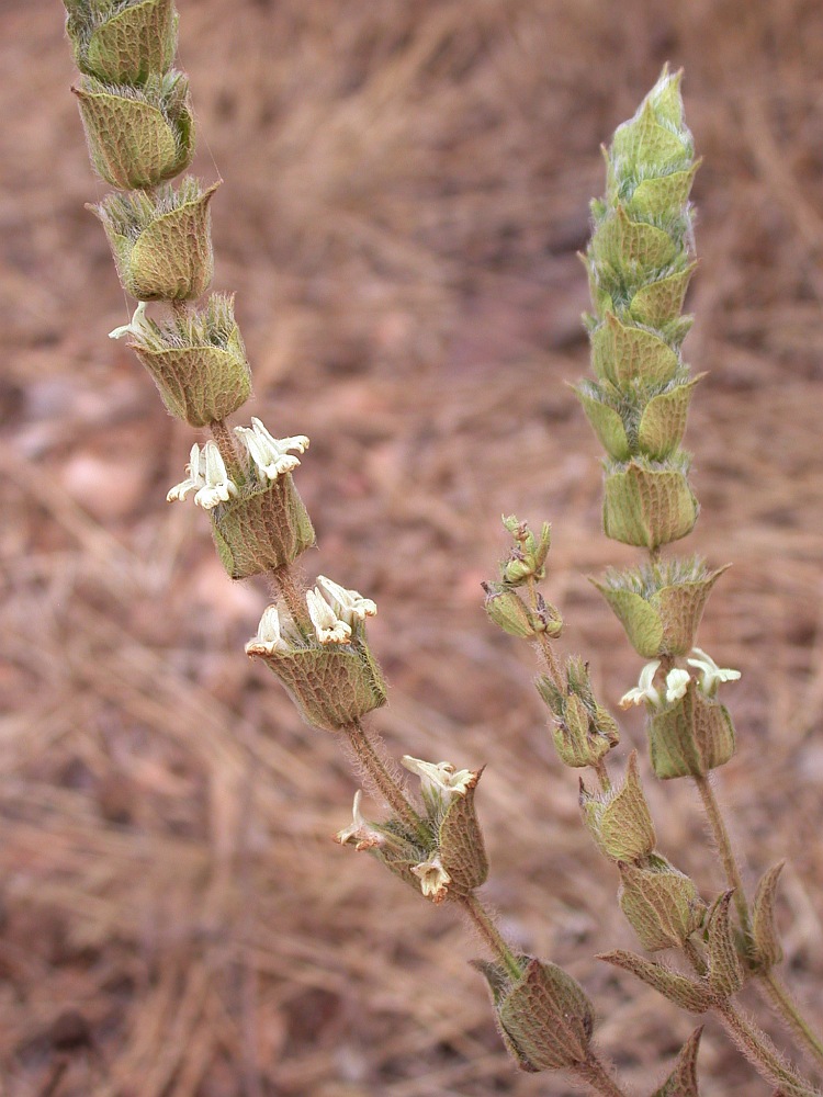 Image of Sideritis perfoliata specimen.