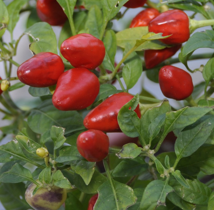 Изображение особи Capsicum annuum.