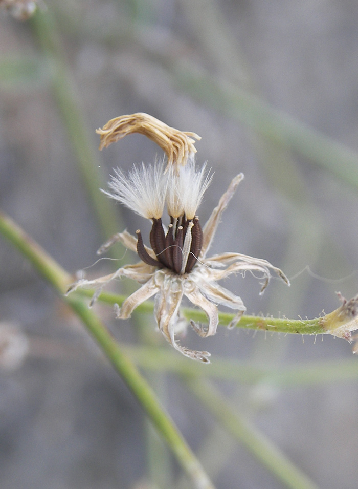 Изображение особи Picris strigosa.