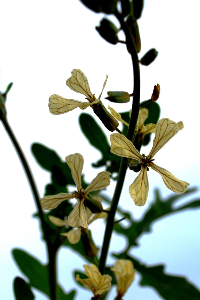 Изображение особи Eruca sativa.