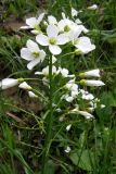 Cardamine tenera