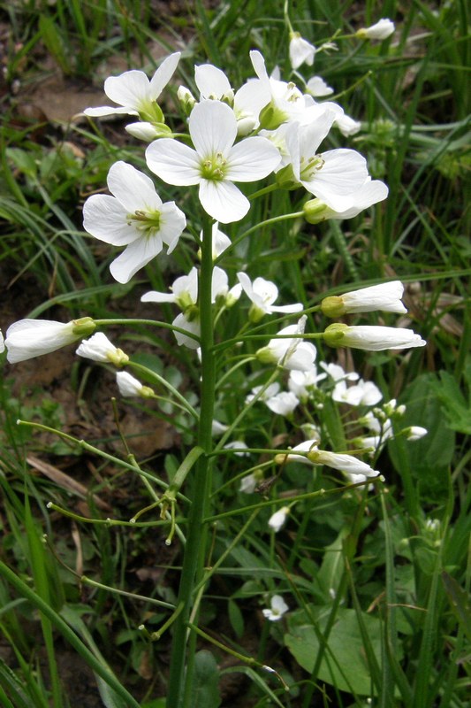 Изображение особи Cardamine tenera.