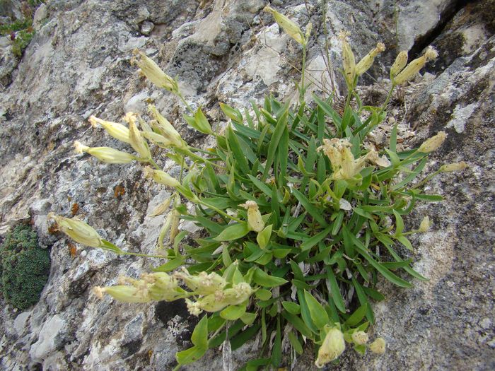 Изображение особи Silene adenopetala.