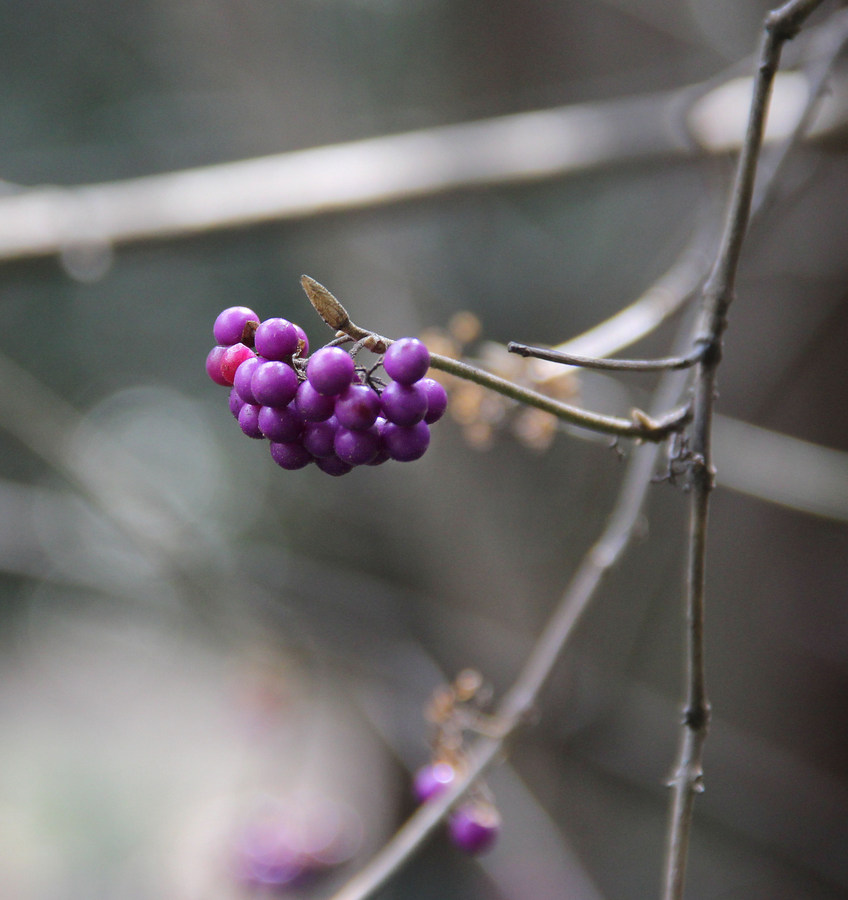 Image of Callicarpa bodinieri specimen.