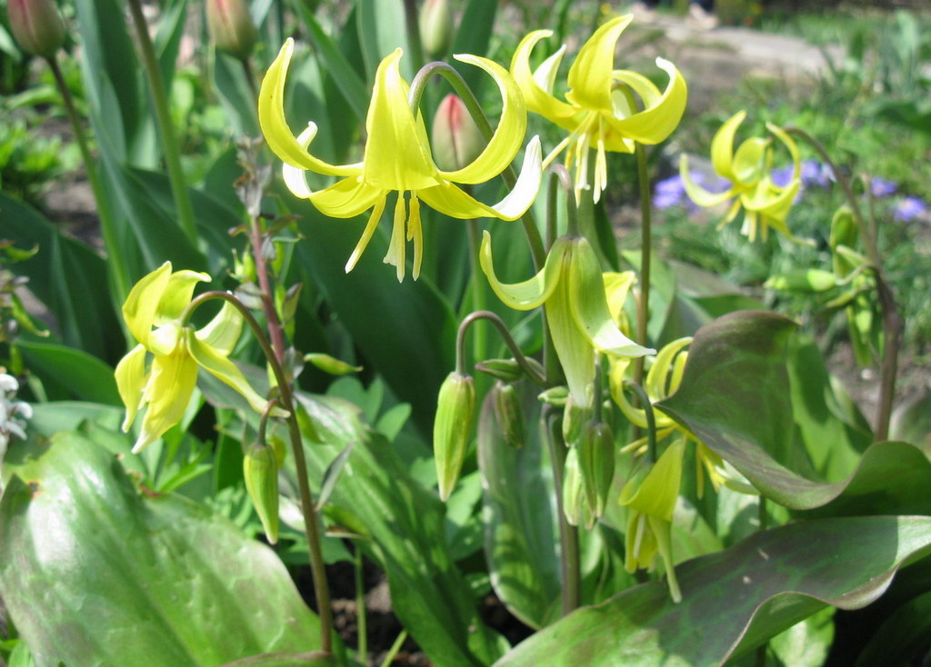 Image of Erythronium tuolumnense specimen.