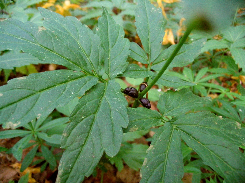 Image of Cardamine bulbifera specimen.