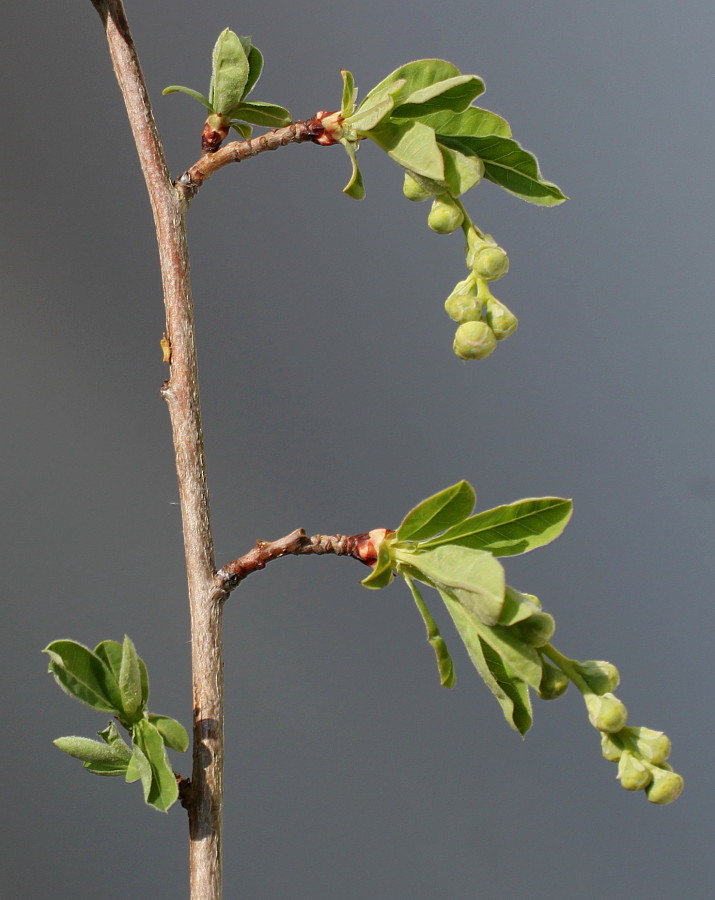 Изображение особи Exochorda racemosa.