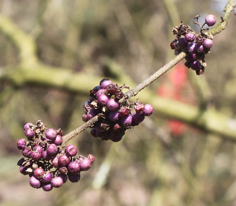 Image of Callicarpa giraldii specimen.