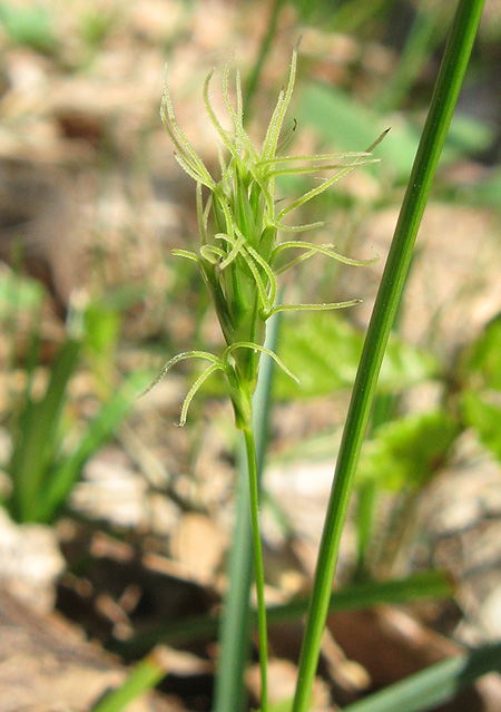 Изображение особи Carex michelii.