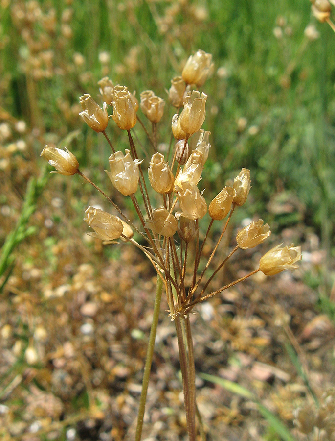 Изображение особи Holosteum umbellatum.