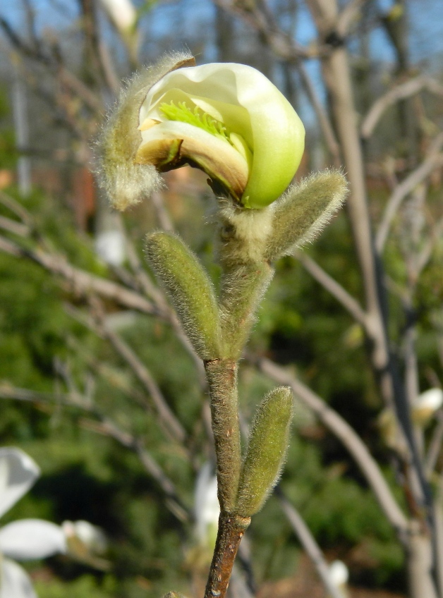 Image of Magnolia stellata specimen.