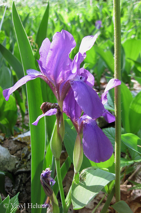 Image of Iris hungarica specimen.