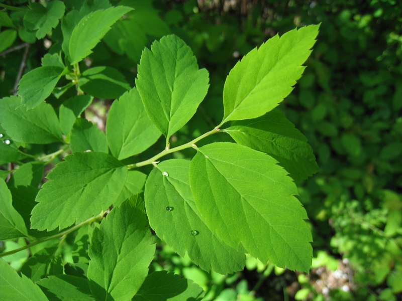 Image of Spiraea chamaedryfolia specimen.