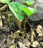 Asarum sieboldii