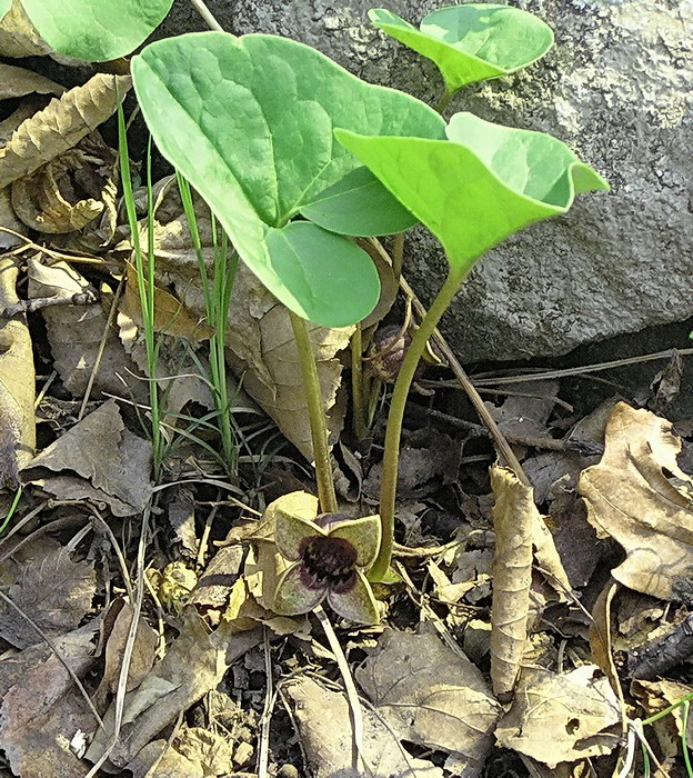 Изображение особи Asarum sieboldii.