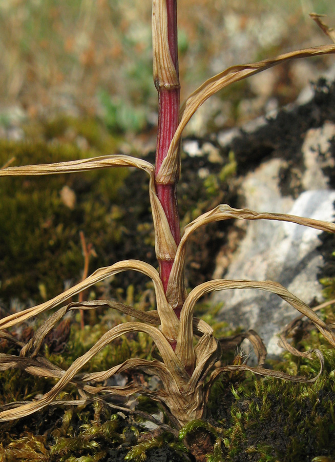 Image of Bupleurum gerardi specimen.